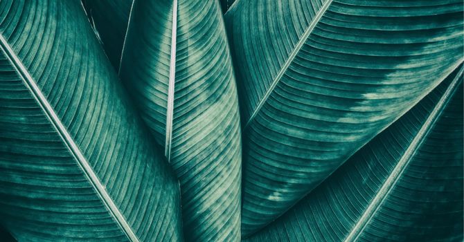 Weight Loss Management