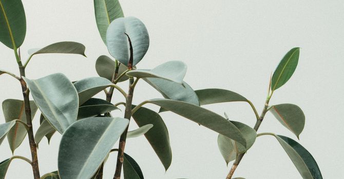 Thyroid Optimization