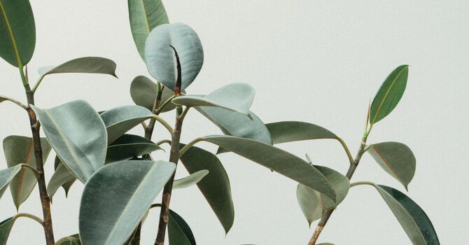 Testosterone Replacement Therapy (TRT)